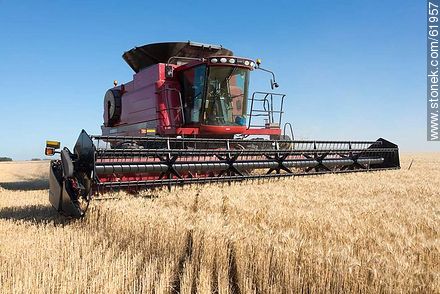 Massey Ferguson combine harvester on a wheat field - Durazno - URUGUAY. Foto No. 61957