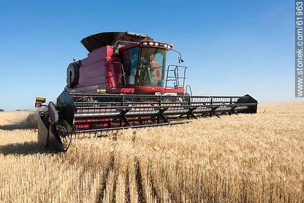 Massey Ferguson combine harvester on a wheat field -  - MORE IMAGES. Photo #61963