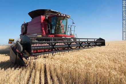 Massey Ferguson combine harvester on a wheat field -  - MORE IMAGES. Photo #61969
