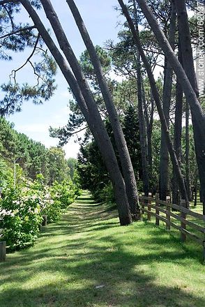 Sidewalk with lawn and wooded - Punta del Este and its near resorts - URUGUAY. Foto No. 62037
