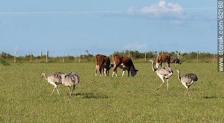 Rheas and cows in the field - Durazno - URUGUAY. Foto No. 62160