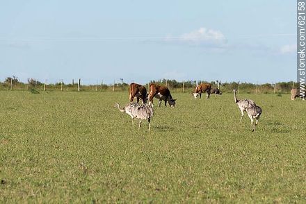 Rheas and cows in the field - Department of Florida - URUGUAY. Foto No. 62158