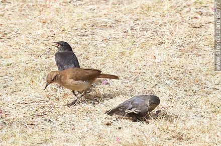 Cowbird chicks begging food for his surrogate father, in this case, a Rufous Hornero - Fauna - MORE IMAGES. Photo #62177