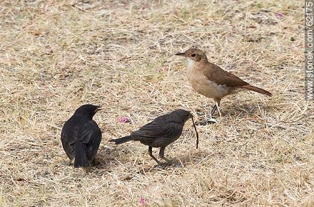 Cowbird chicks begging food for his surrogate father, in this case, a Rufous Hornero - Fauna - MORE IMAGES. Photo #62175