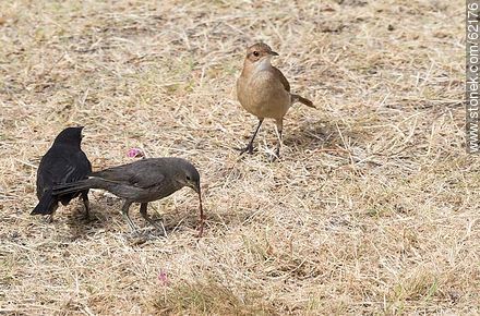 Cowbird chicks begging food for his surrogate father, in this case, a Rufous Hornero - Fauna - MORE IMAGES. Photo #62176