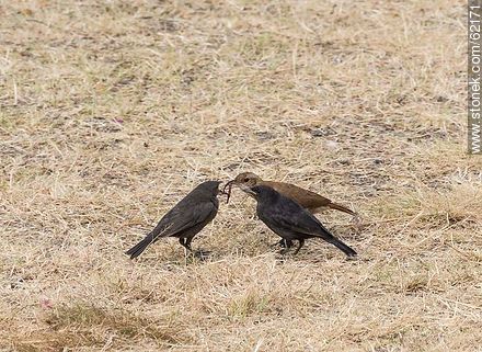 Cowbird chicks begging food for his surrogate father, in this case, a Rufous Hornero - Fauna - MORE IMAGES. Photo #62171