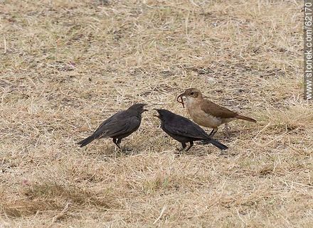 Cowbird chicks begging food for his surrogate father, in this case, a Rufous Hornero - Fauna - MORE IMAGES. Photo #62170