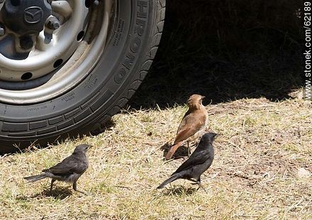Cowbird chicks begging food for his surrogate father, in this case, a Rufous Hornero - Fauna - MORE IMAGES. Photo #62189