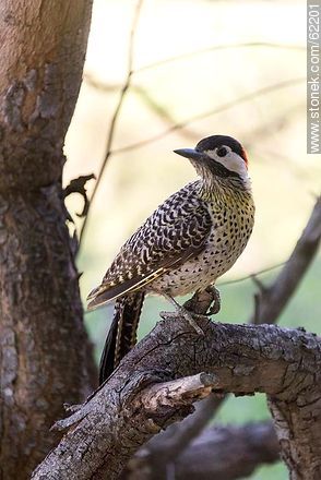 Green-barred Woodpecker - Fauna - MORE IMAGES. Photo #62201