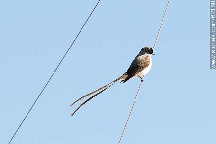 Fork-tailed Flycatcher  - Fauna - MORE IMAGES. Photo #62168