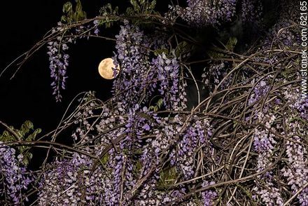 The full moon among the flowers of wisteria - Department of Montevideo - URUGUAY. Photo #62165