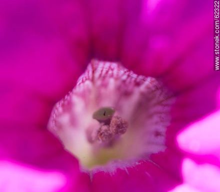 Interior de una petunia fucsia - Flora - IMÁGENES VARIAS. Foto No. 62322