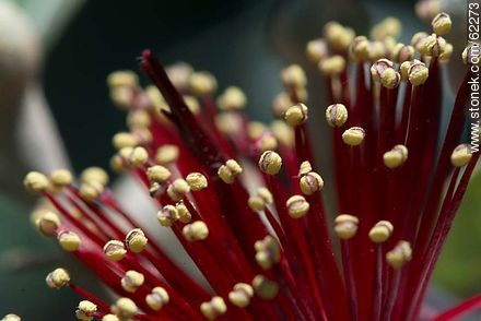 Stamens of guava flower - Flora - MORE IMAGES. Photo #62273