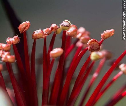 Estambres de la flor del guayabo - Flora - IMÁGENES VARIAS. Foto No. 62272