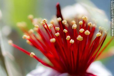 Estambres de la flor del guayabo - Flora - IMÁGENES VARIAS. Foto No. 62270