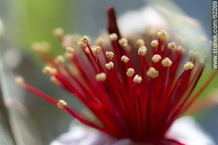 Stamens of guava flower - Flora - MORE IMAGES. Photo #62269