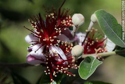 Flores del guayabo - Flora - IMÁGENES VARIAS. Foto No. 62268