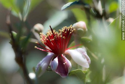 Guava flower - Flora - MORE IMAGES. Photo #62266
