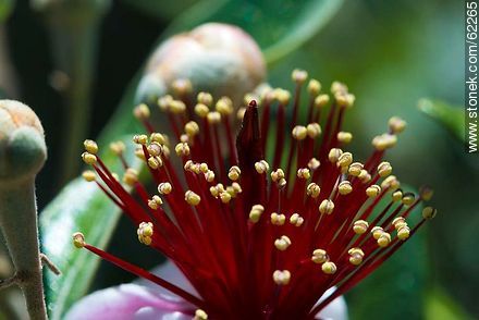 Estambres de la flor del guayabo - Flora - IMÁGENES VARIAS. Foto No. 62265