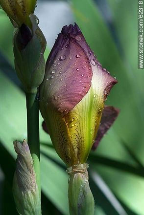 Purple iris bud - Flora - MORE IMAGES. Photo #62318
