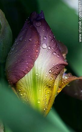 Purple iris bud - Flora - MORE IMAGES. Foto No. 62317