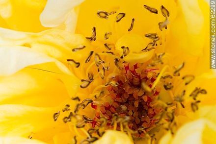 Closeup of yellow rose - Flora - MORE IMAGES. Photo #62299