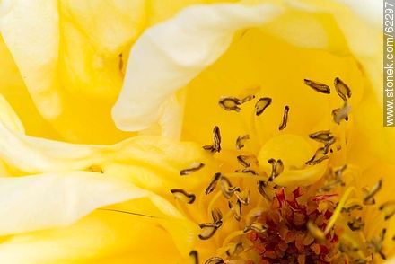 Closeup of yellow rose - Flora - MORE IMAGES. Photo #62297