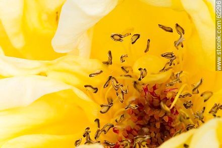 Closeup of yellow rose - Flora - MORE IMAGES. Photo #62296