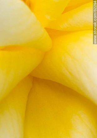 Closeup of yellow rose - Flora - MORE IMAGES. Photo #62294