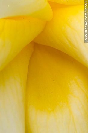 Closeup of yellow rose - Flora - MORE IMAGES. Photo #62291