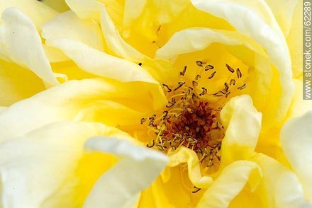 Closeup of yellow rose - Flora - MORE IMAGES. Photo #62289