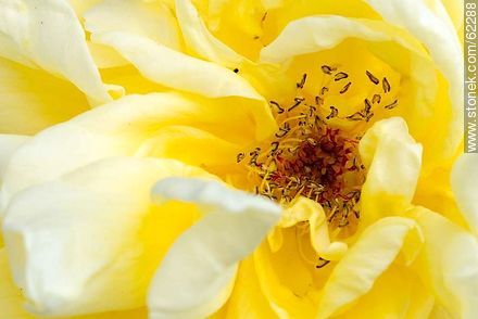 Closeup of yellow rose - Flora - MORE IMAGES. Photo #62288
