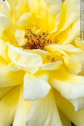 Closeup of yellow rose - Flora - MORE IMAGES. Photo #62287