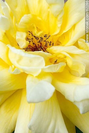 Closeup of yellow rose - Flora - MORE IMAGES. Photo #62286