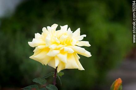 Rosa amarilla - Flora - IMÁGENES VARIAS. Foto No. 62284