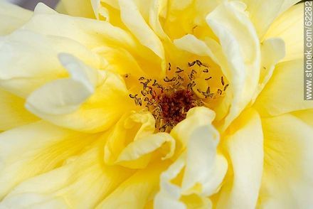 Closeup of yellow rose - Flora - MORE IMAGES. Photo #62282