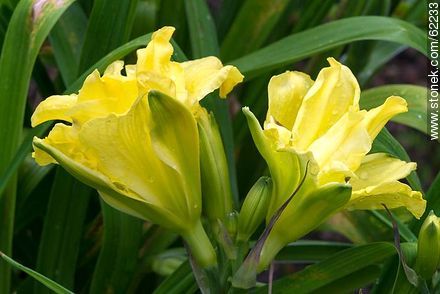 Hemerocallis de flor doble - Flora - IMÁGENES VARIAS. Foto No. 62233