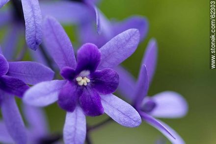 Petrea volubilis - Flora - MORE IMAGES. Photo #62303