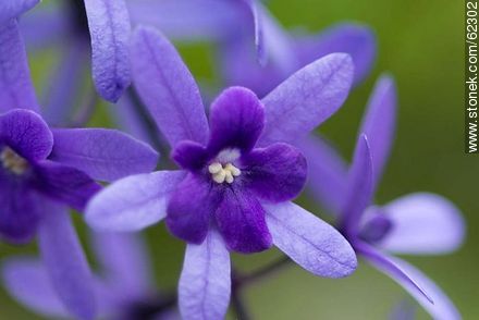 Petrea volubilis - Flora - IMÁGENES VARIAS. Foto No. 62302