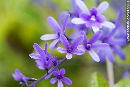 Petrea volubilis - Flora - IMÁGENES VARIAS. Foto No. 62301