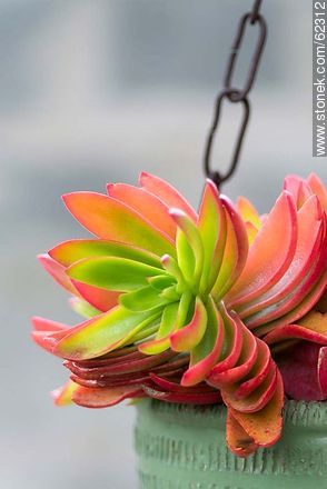 Crassula erosula. Campfirel - Flora - IMÁGENES VARIAS. Foto No. 62312