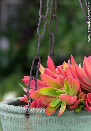 Crassula erosula - Flora - MORE IMAGES. Photo #62311