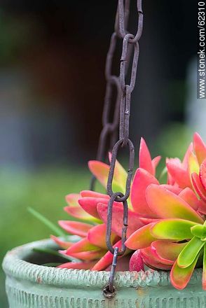 Crassula erosula - Flora - MORE IMAGES. Photo #62310
