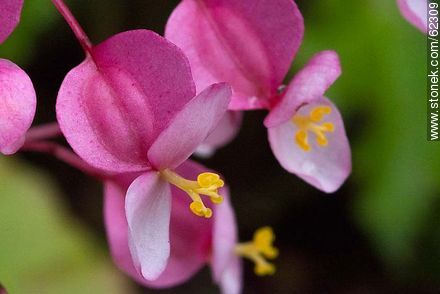 Begonia mini - Flora - MORE IMAGES. Photo #62309