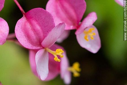 Begonia mini - Flora - MORE IMAGES. Photo #62308