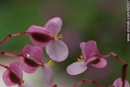 Begonia mini - Flora - IMÁGENES VARIAS. Foto No. 62307