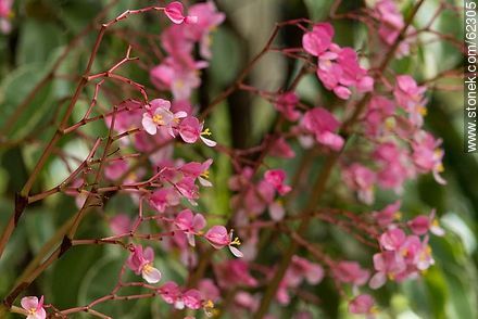Begonia mini - Flora - MORE IMAGES. Photo #62305