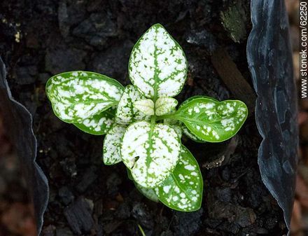 Hypoestes. Green leaves with white spots - Flora - MORE IMAGES. Photo #62250