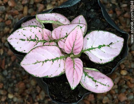 Hypoestes. Pink leaves and green veins - Flora - MORE IMAGES. Foto No. 62248