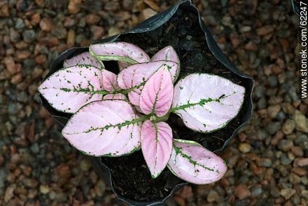 Hypoestes. Hojas rosadas y nervaduras verdes - Flora - IMÁGENES VARIAS. Foto No. 62247